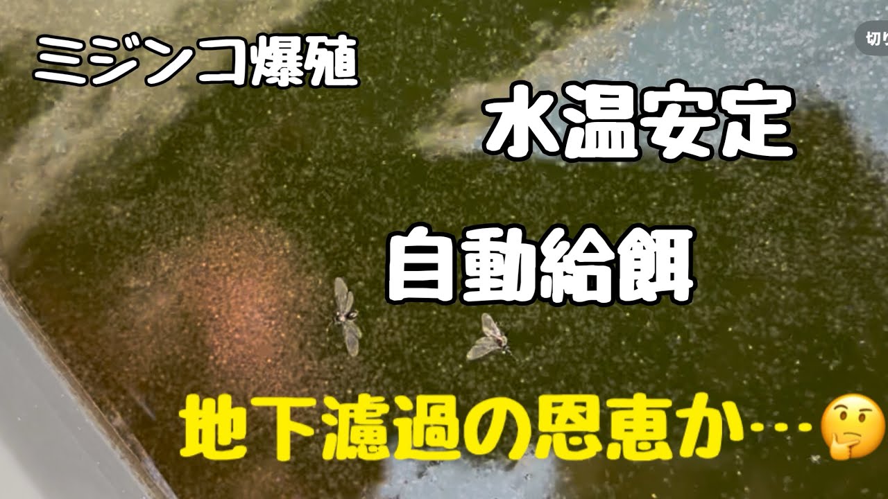 ミジンコを簡単に増やし　そのまま自動給餌する方法
