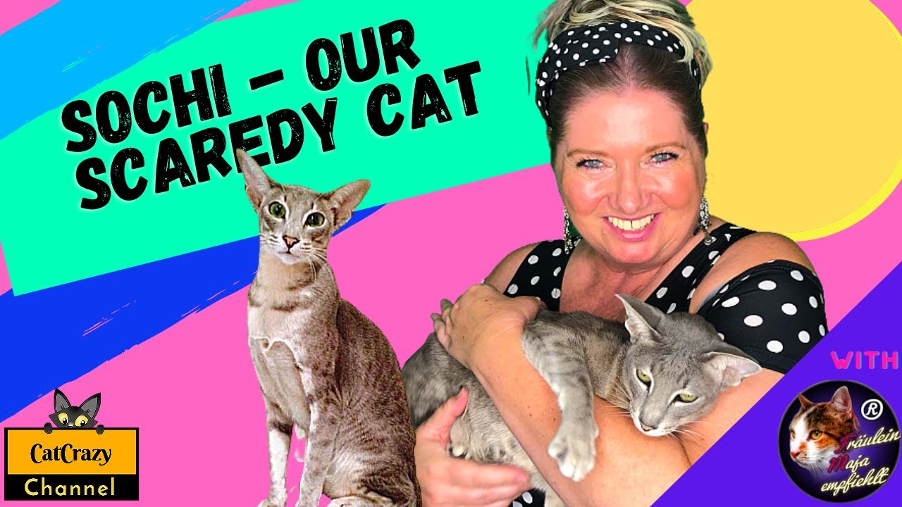 Oriental Shorthair cats - here's our Sochi - 😻 CatCrazy