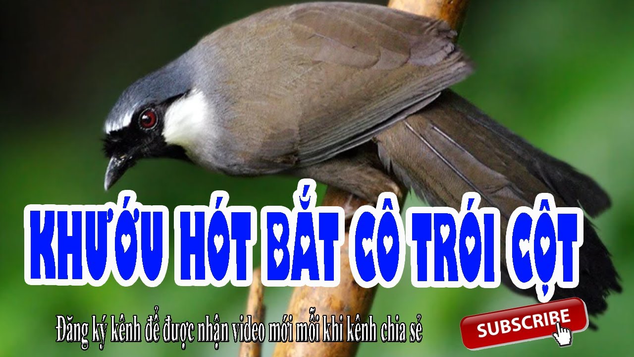Khướu bạc má hót - Tiếng chim khướu rừng hót cực đỉnh kích bổi - Khướu hót giọng bắt cô trói cột