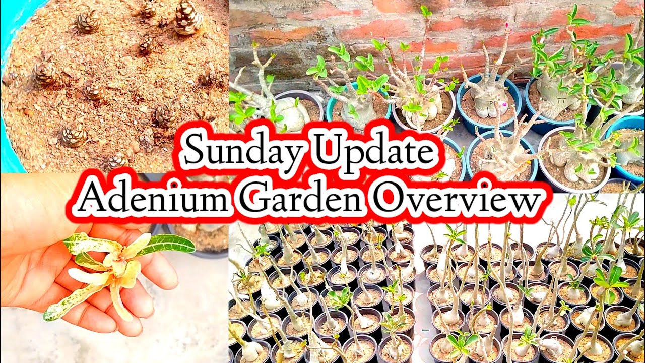 Обновление за воскресенье: Обзор сада адениумов. @adaniumgrowers6108