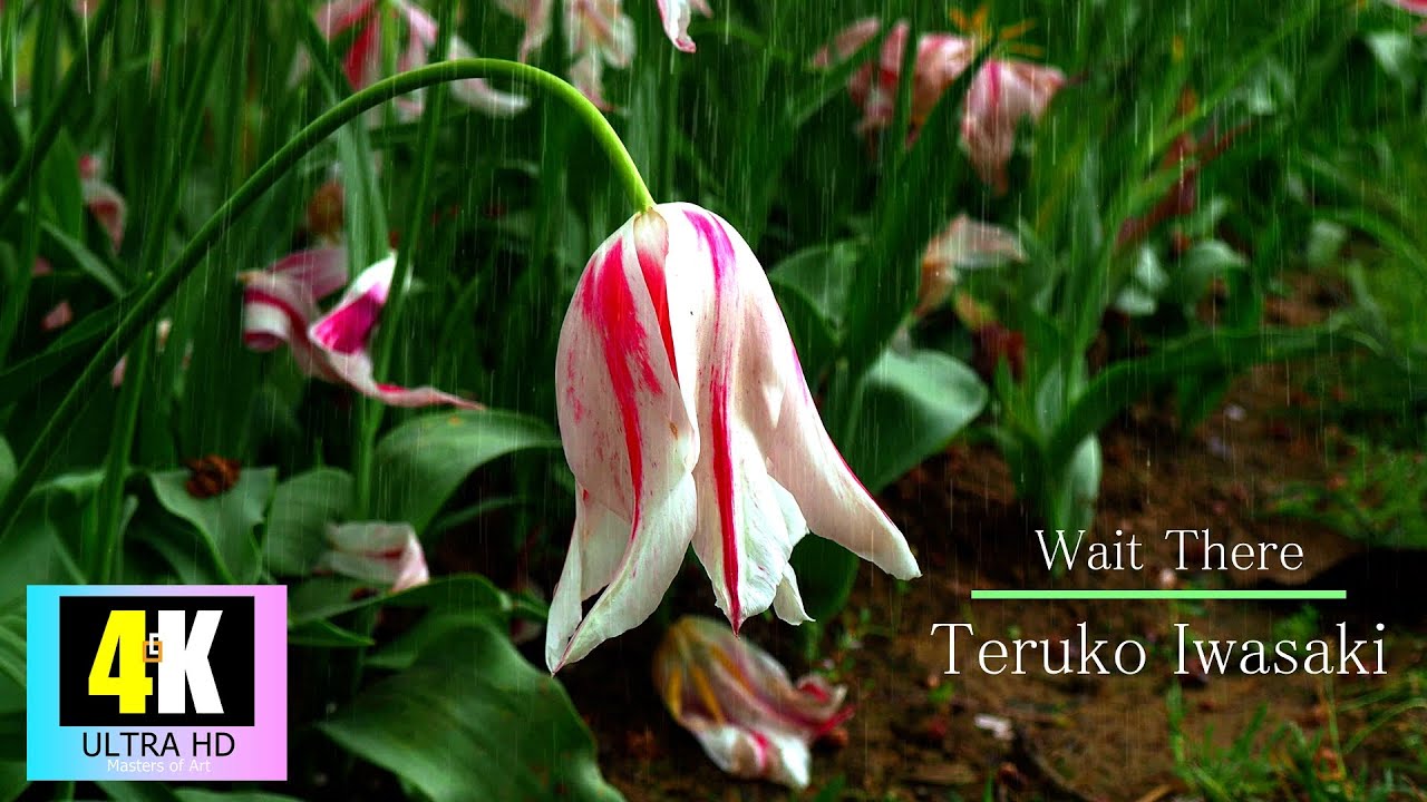 Wait There • Teruko Iwasaki • Istanbul 2024 Tulip Flowers • Emirgan Korusu