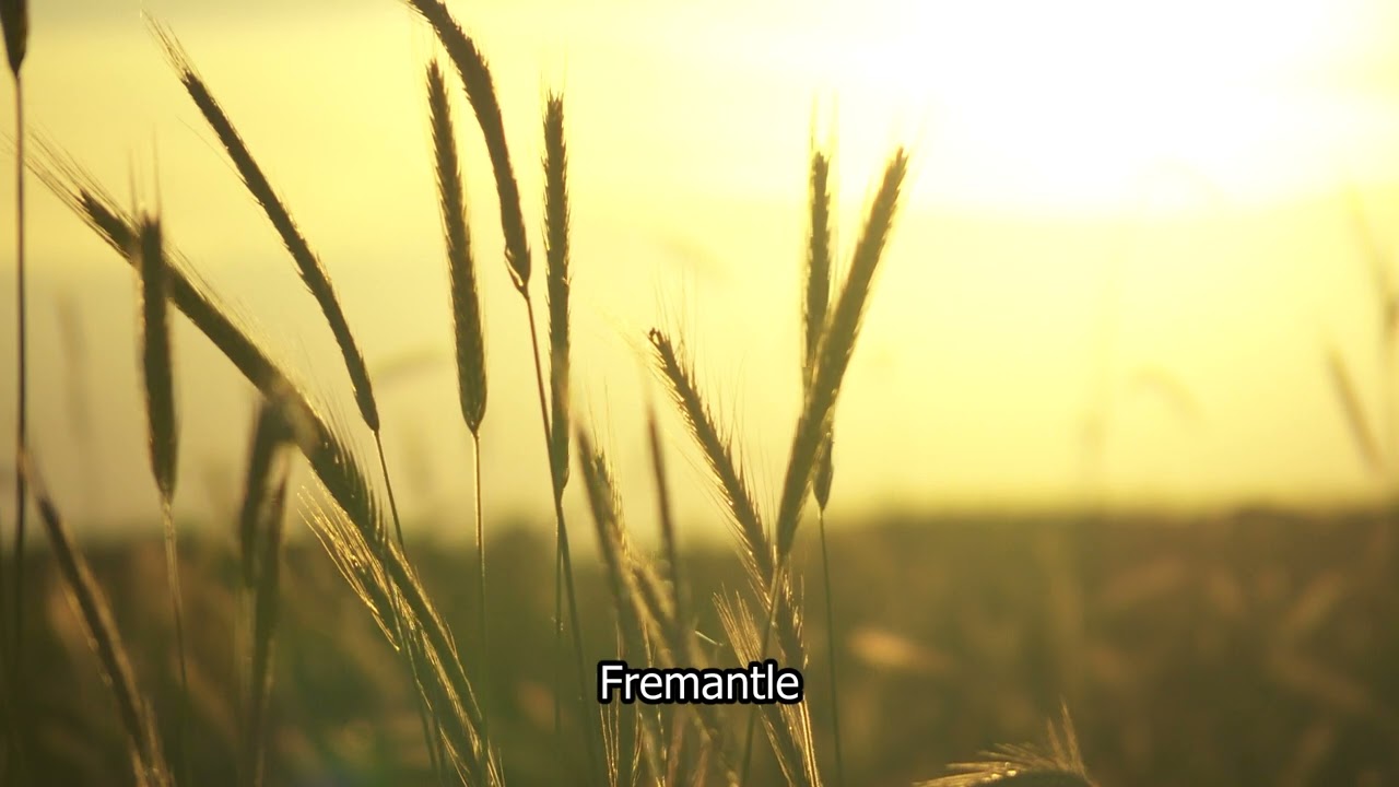 HD Stock Footage | Sunset | Crops | Crops wafting in the breeze | Norfolk Countryside  | E16R43 001
