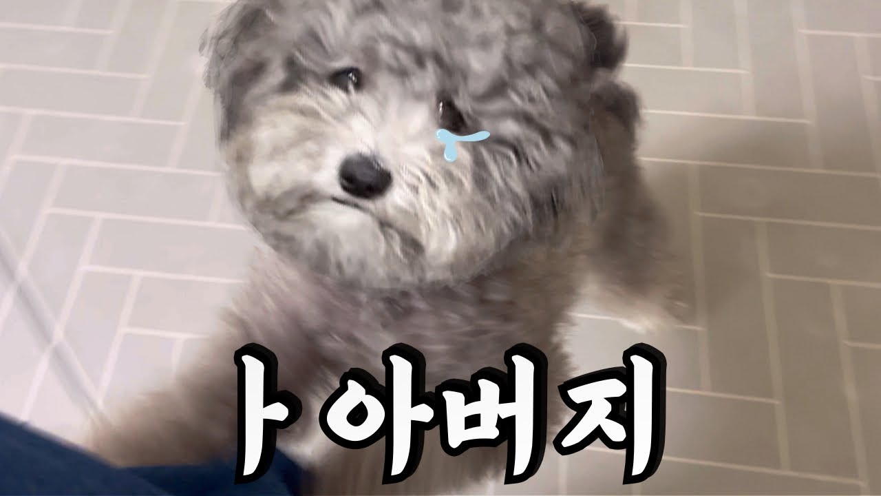 아빠가 두고 나가려하자 바짓가랑이 잡고 우는 강아지ㅋㅋㅋㅋㅋㅋ