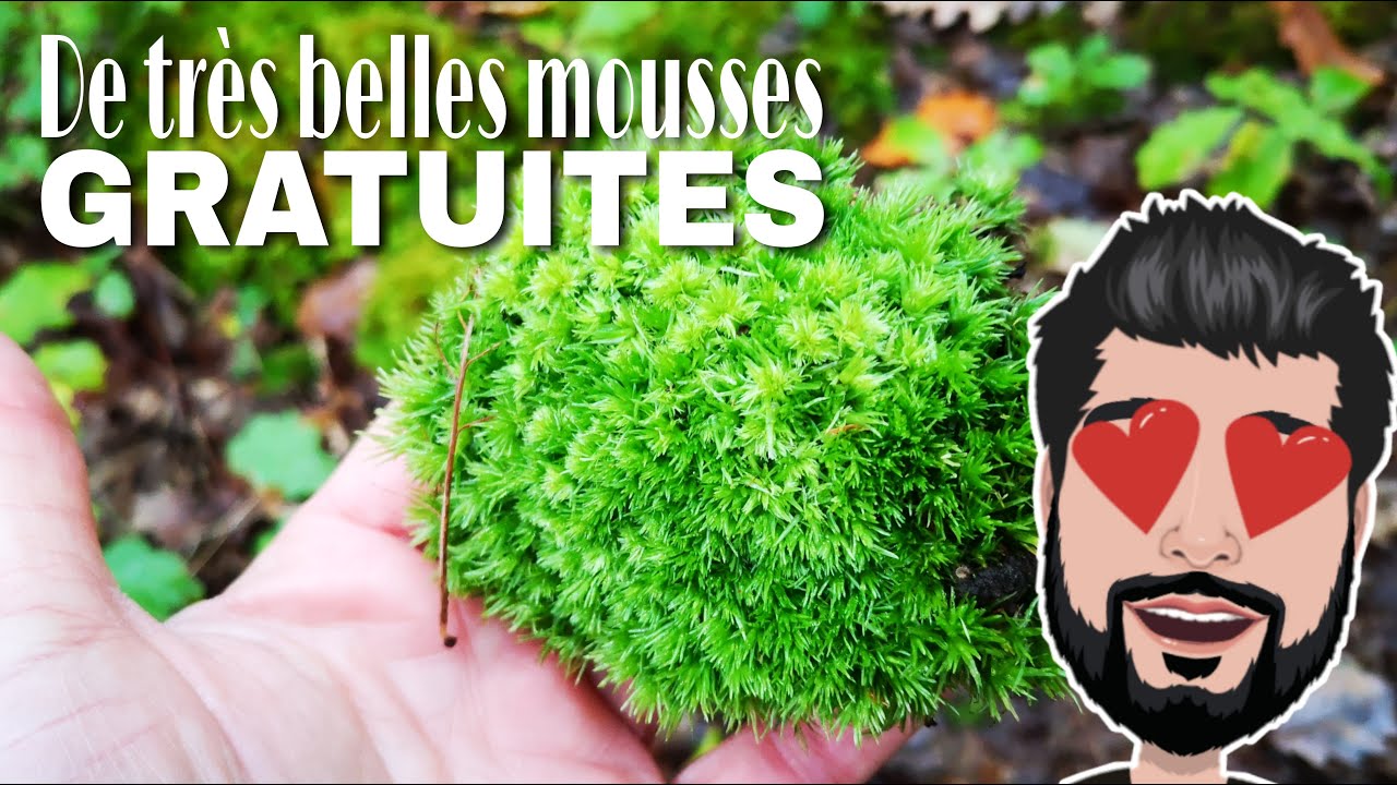 De magnifiques mousses gratuites pour créer vos terrariums naturels