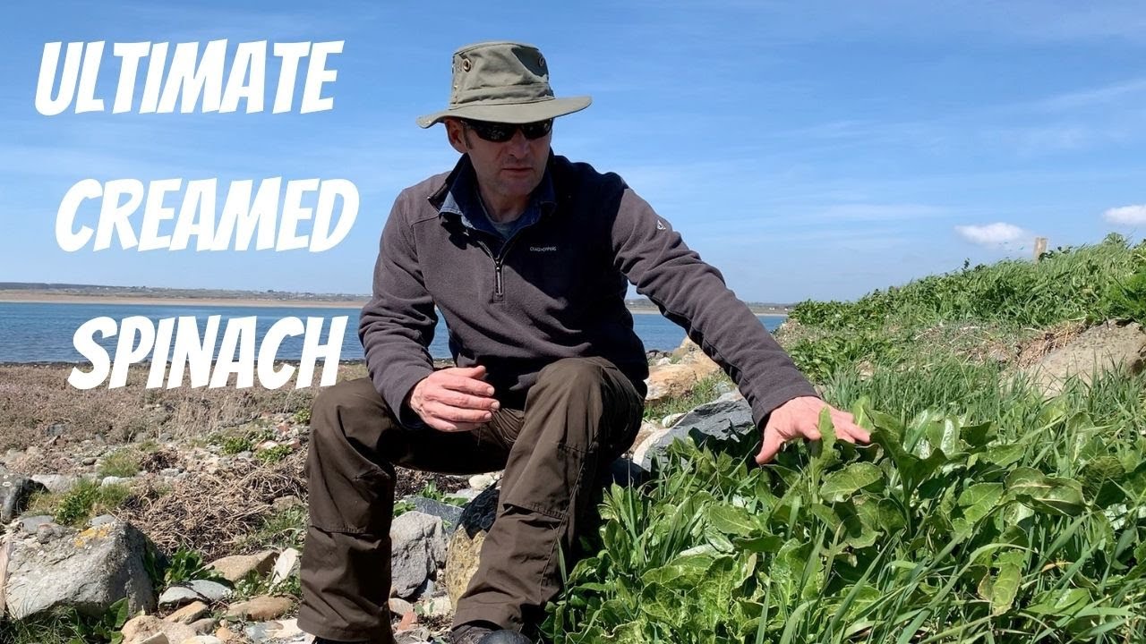 Campfire Cooking - Foraging wild garlic and sea beet for the ultimate creamed spinach.