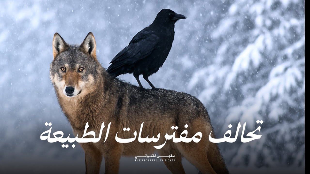 تحالفات غير متوقعة !  أخطر صداقات الحيوانات في الطبيعة ! أسرار وعجائب | القصّة كاملة | وثائقي