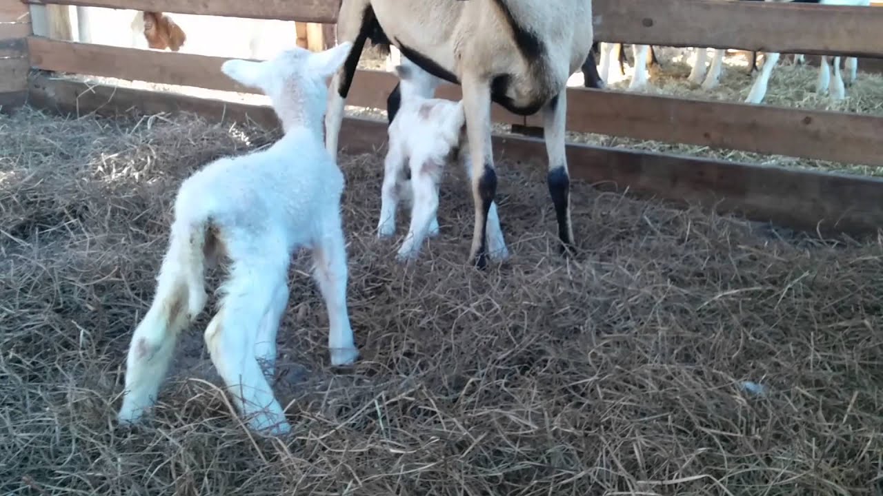 New baby sheep