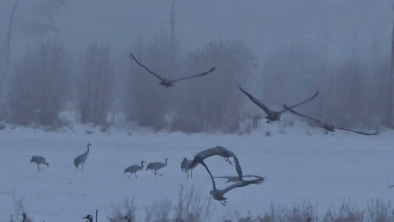 Kranich Kraniche Wildg&auml;nse Vogel Grus Schreitvogel Graugans Saatgans ruf rasten Schnee Winter