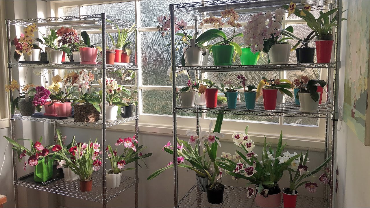 花朵怎样才能开得长久不易凋谢！
