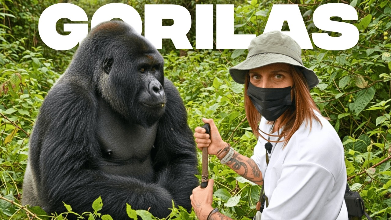 DE FRENTE COM GORILAS NA ÁFRICA (difícil não ter medo)
