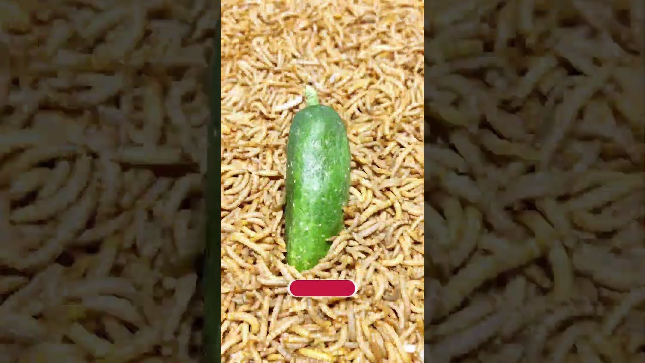 13000mealworms eating cucumber#short #frout #mealworm