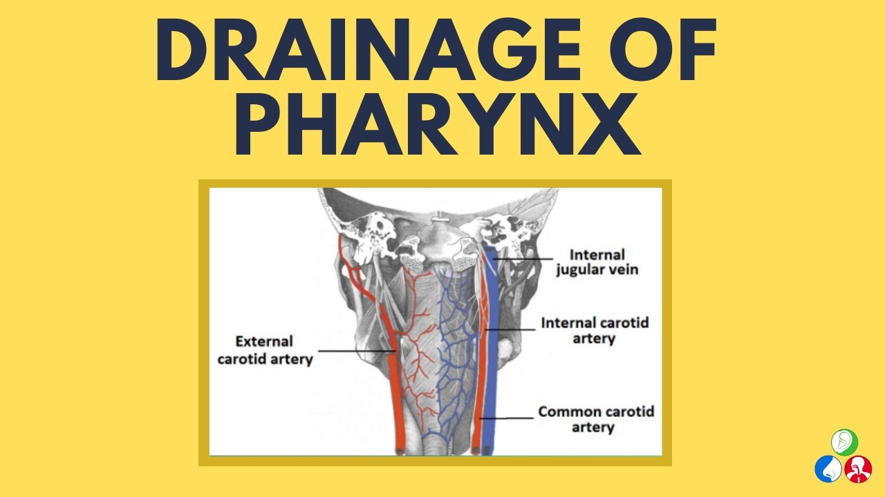Drainage of Pharynx - Blood supply, Lymphatic drainage, Nerve supply