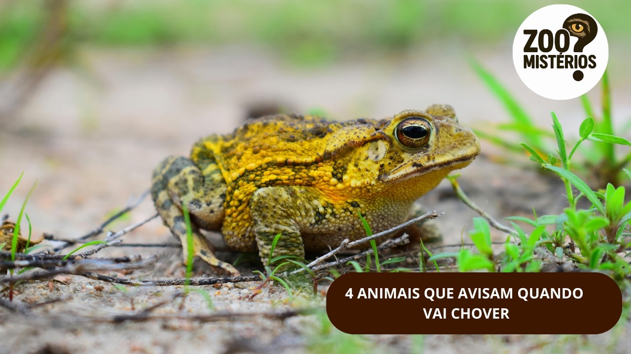 DESCUBRA 4 ANIMAIS QUE PREVEEM A CHUVA