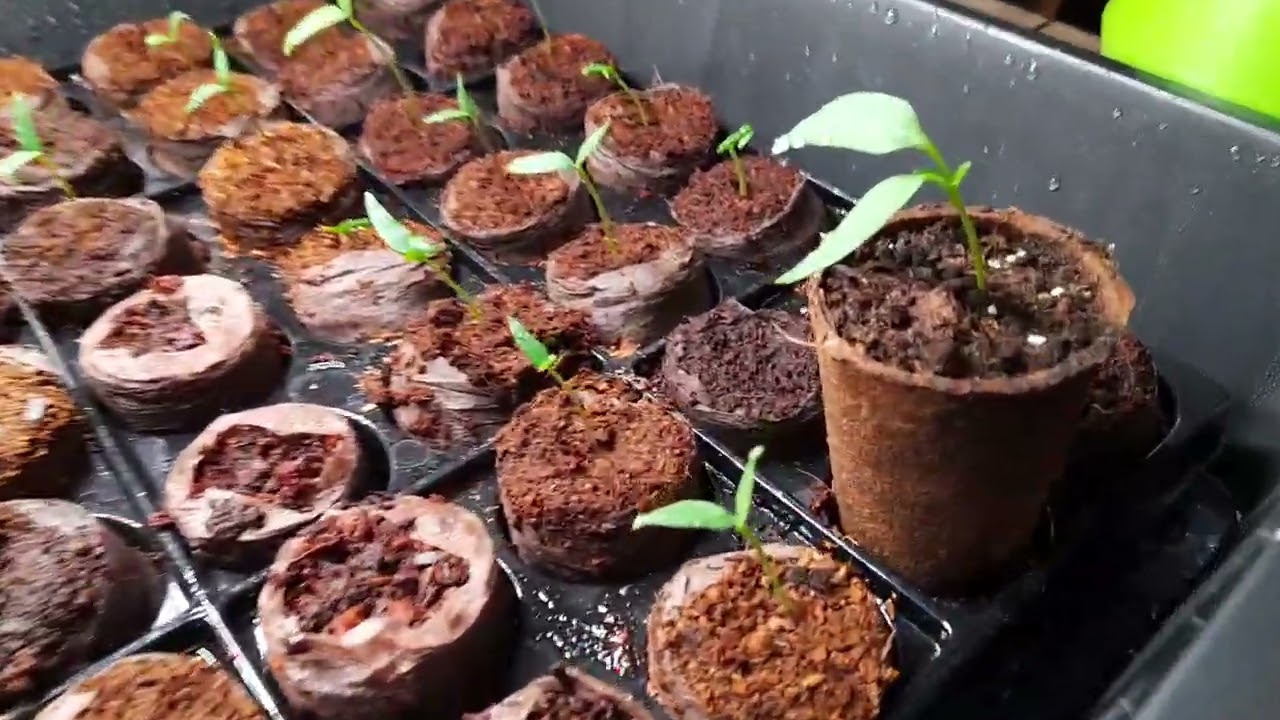 Chili Anzucht - knapp 30 kleine Spr&ouml;sslinge (26.01.2022)