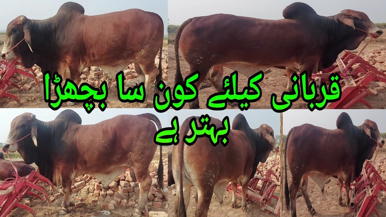 Sacrifice Animal | Hevy Bull | Sacrifice Bachray | Most Beautiful Calf | Calf Farming | Brahman Bull