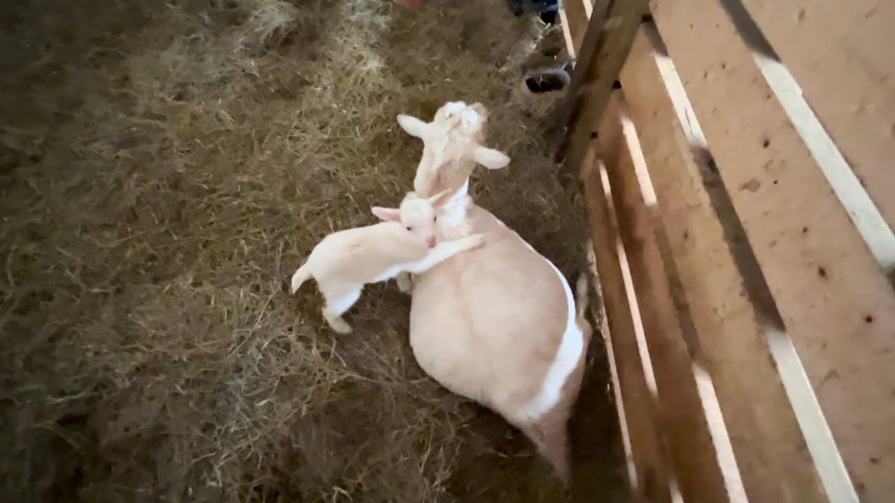 Tragedy and Beauty | Ambrosia has passed away | Frosty is feeding President Snow | Chuck & Snow play