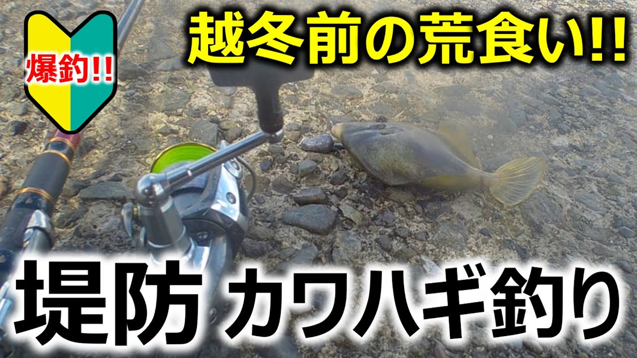 【爆釣！堤防カワハギ】越冬前の荒食い！