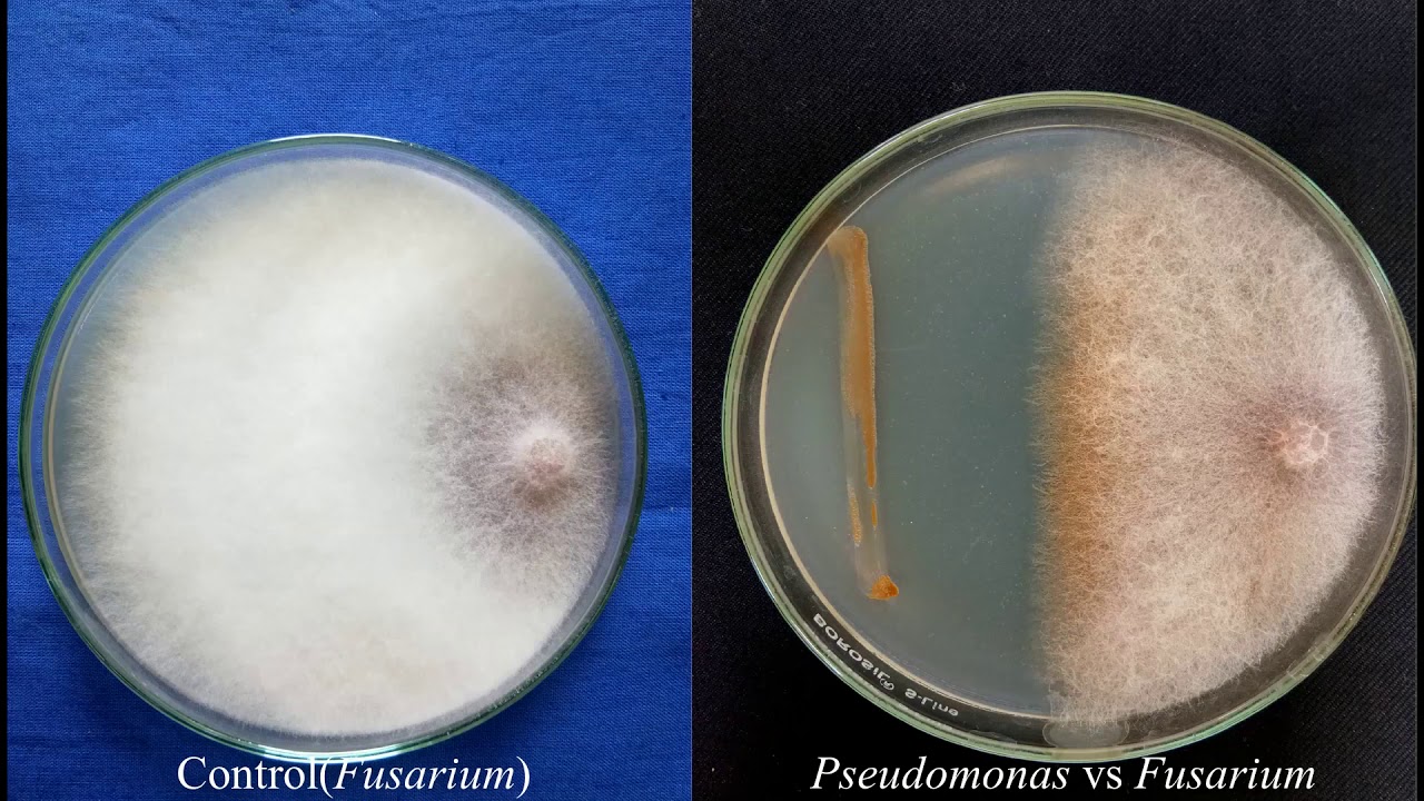 Biopesticides Production Technology