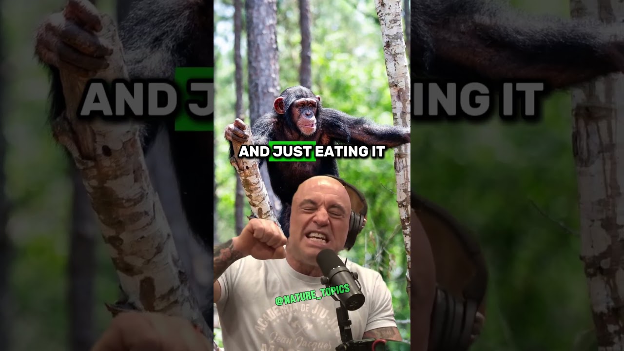 Chimpanzees: The Terrifying Truth Behind Their Hunting Behaviour - Joe Rogan & Paul Rosolie #jre