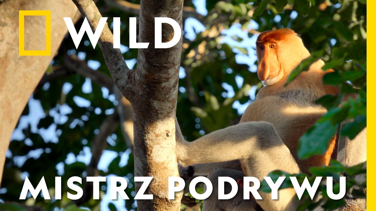 Zobacz, co samiec jest w stanie zrobić, by zdobyć partnerkę! | Silni wbrew naturze