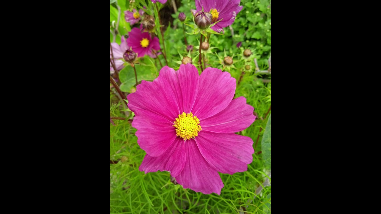 LECTURE EN FRANCAIS DANS LE LIVRE DE YEHOSHOUA  1