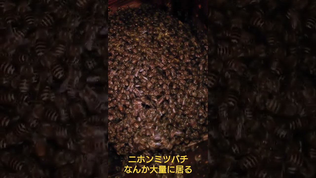 ニホンミツバチの巣門交換したら気持ち悪いほど天敵スムシが居るんだけど  #田舎暮らし #自給自足 #ミツバチ