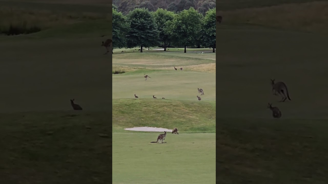 Kangaroos also play Golf?! Only in Australia 🤩 