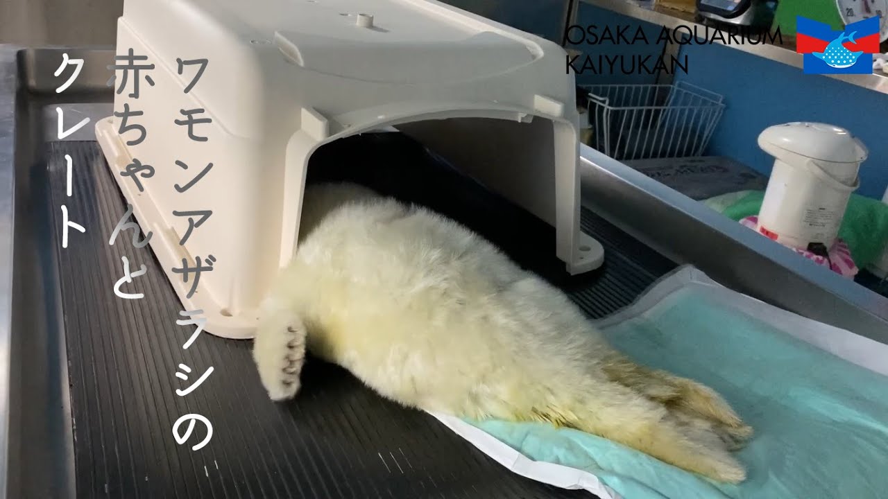 【海遊館】ワモンアザラシの赤ちゃんとクレート