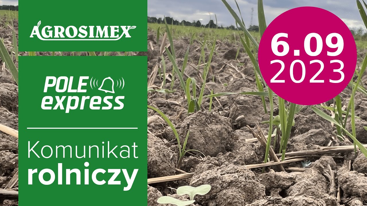 Samosiewy zbóż w rzepaku - jak skutecznie zwalczyć? - POLE express | Agrosimex