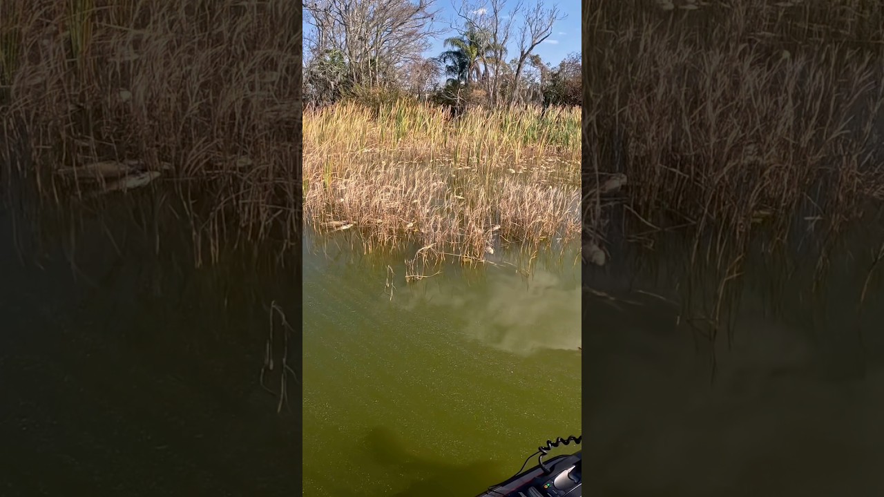 Очередная массовая гибель рыбы на озере Апопка!! #ловляокуня #рыба #гибельрыбы