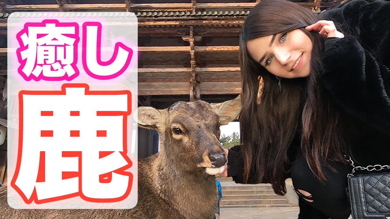 【超平和】ぶりっこ外国人、奈良公園で鹿と戯れる【日英字幕】