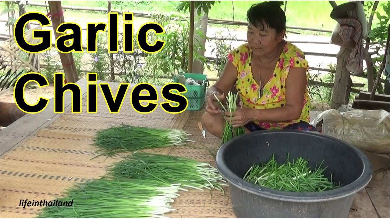 Processing Chinese Garlic Chives, Ferminited Garlic Chives.