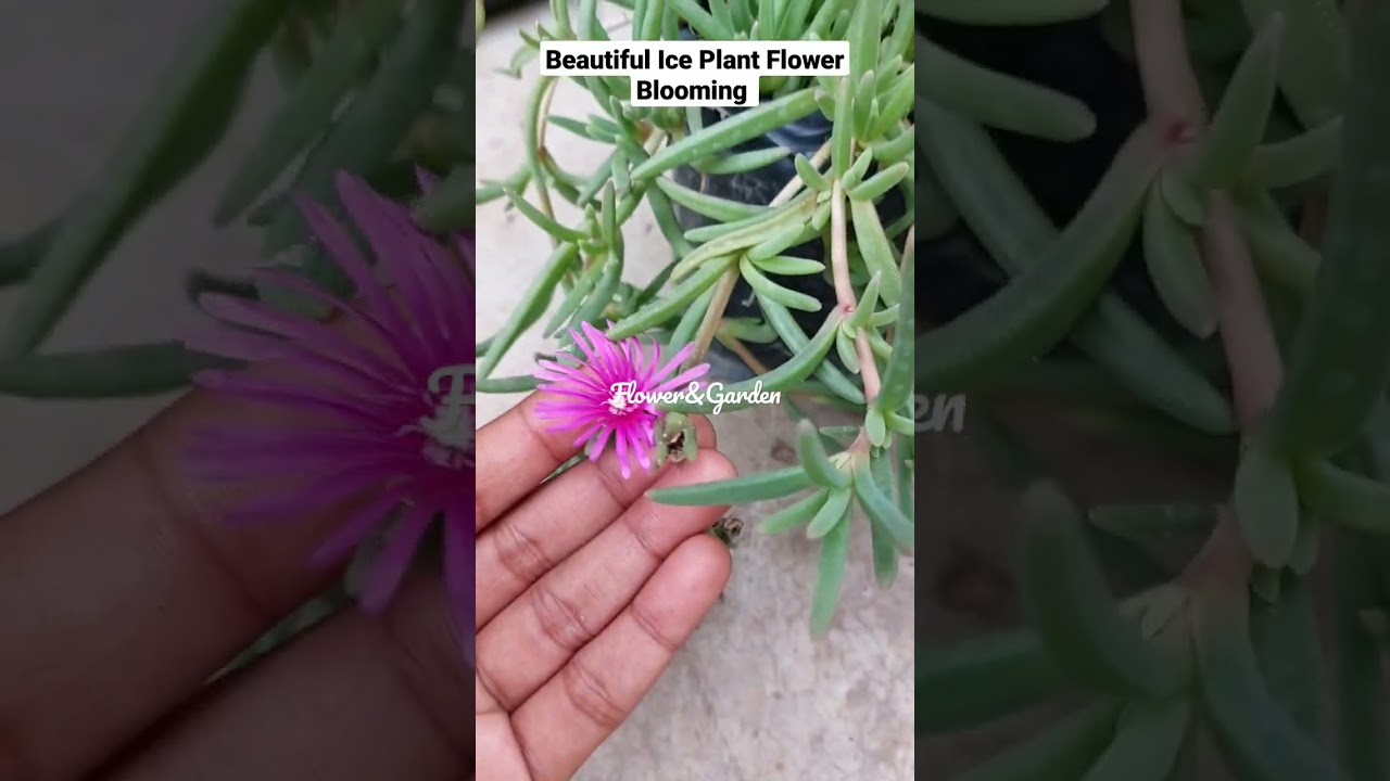 Ice Plant flowers Blooming. Beautiful pink Blooms 💗 💐  🌼 🌸 💖 💕  #shorts