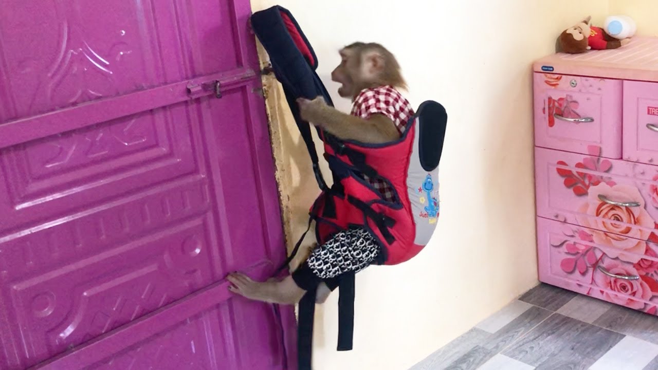 Little Jason Amused To Stay In Baby Carrier Bag Play With Mom