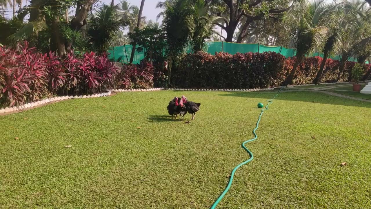 Viral Video of Turkeys Playing Football 