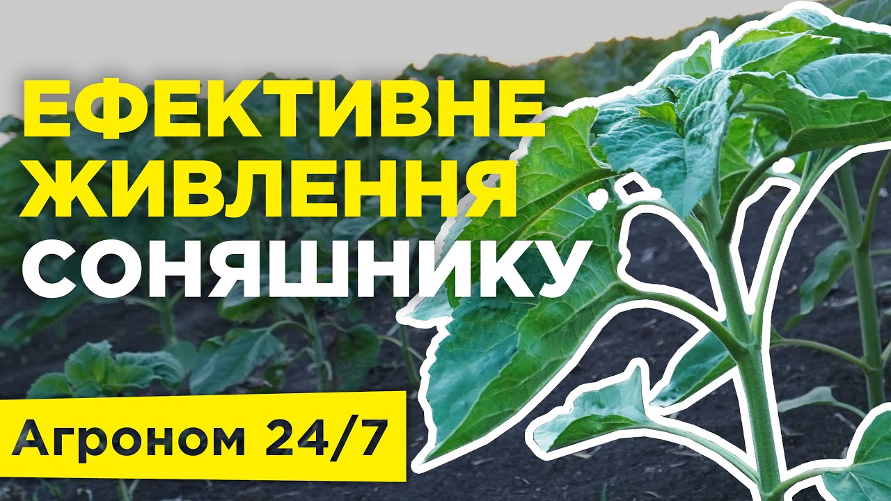 Ефективне живлення соняшника. Добрива для соняшника. (08.06.22) Агроном 24/7