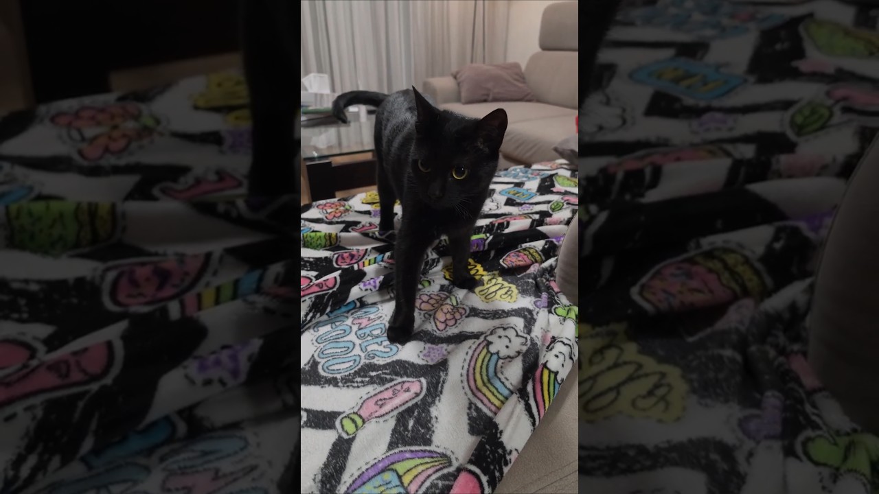 Yuki, pr&oacute;ba presji na Gacka z g&oacute;ry pudła. #cat #cute #blackcat #greycats #funny #box