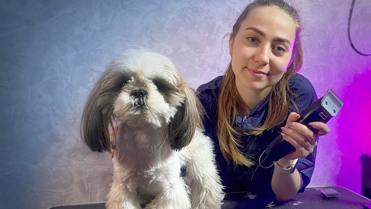 How to Groom a Shih Tzu at Home ? Fast Transformation in 6 Minutes !