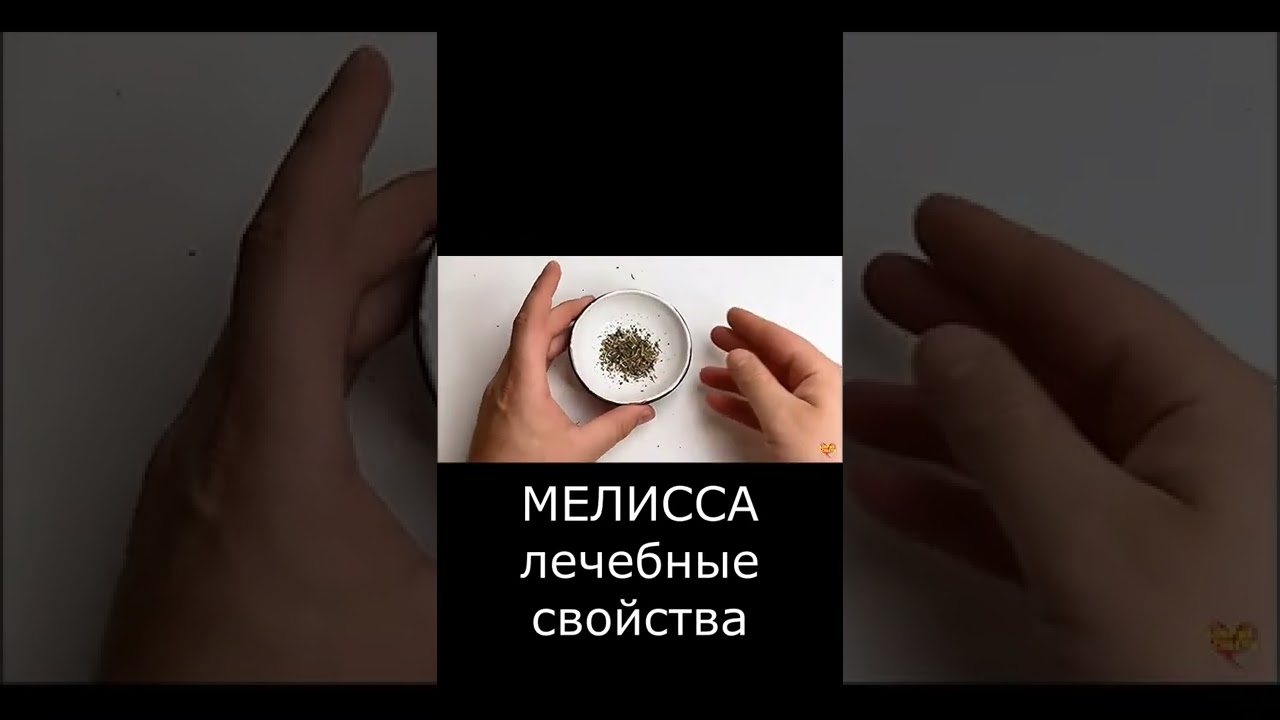 МЕЛИССА ЛЕЧЕБНЫЕ СВОЙСТВА сухая свежая запасы