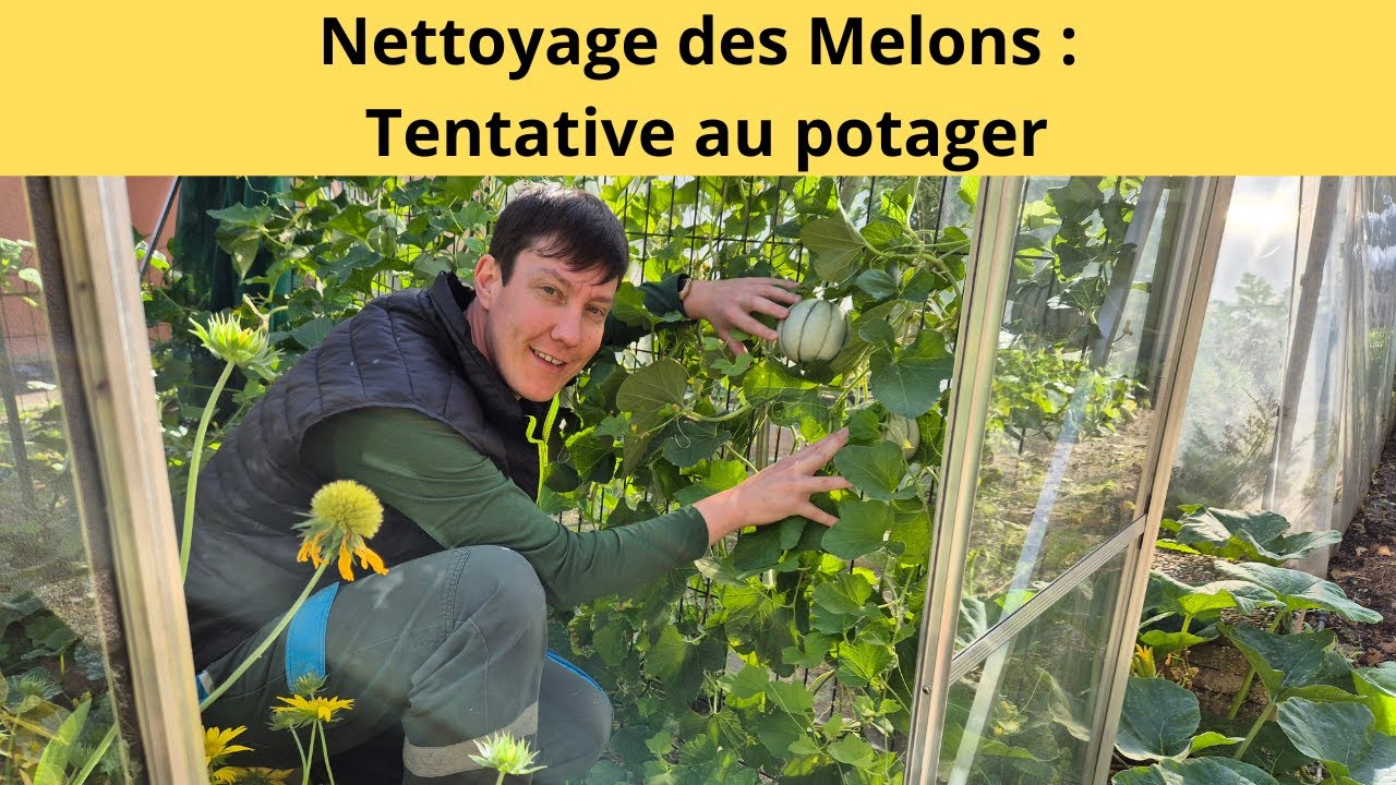 Nettoyage des Melons : Tentative au potager