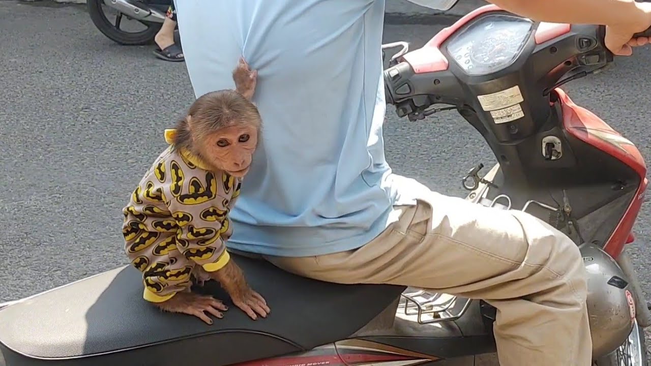 So Cute! Baby Monkey Cubin Goes Shopping With Dad for a Watermelon 🍉💙