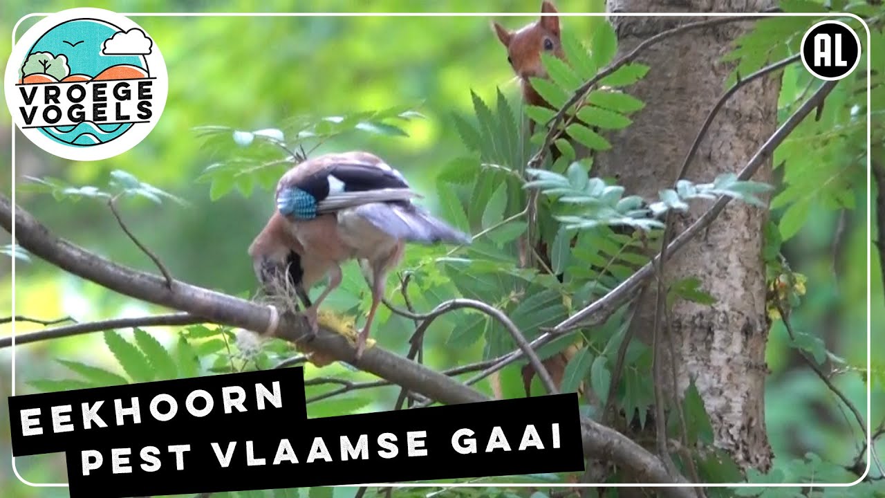 Eekhoorn plaagt Vlaamse gaai | Zelf Geschoten | Vroege Vogels