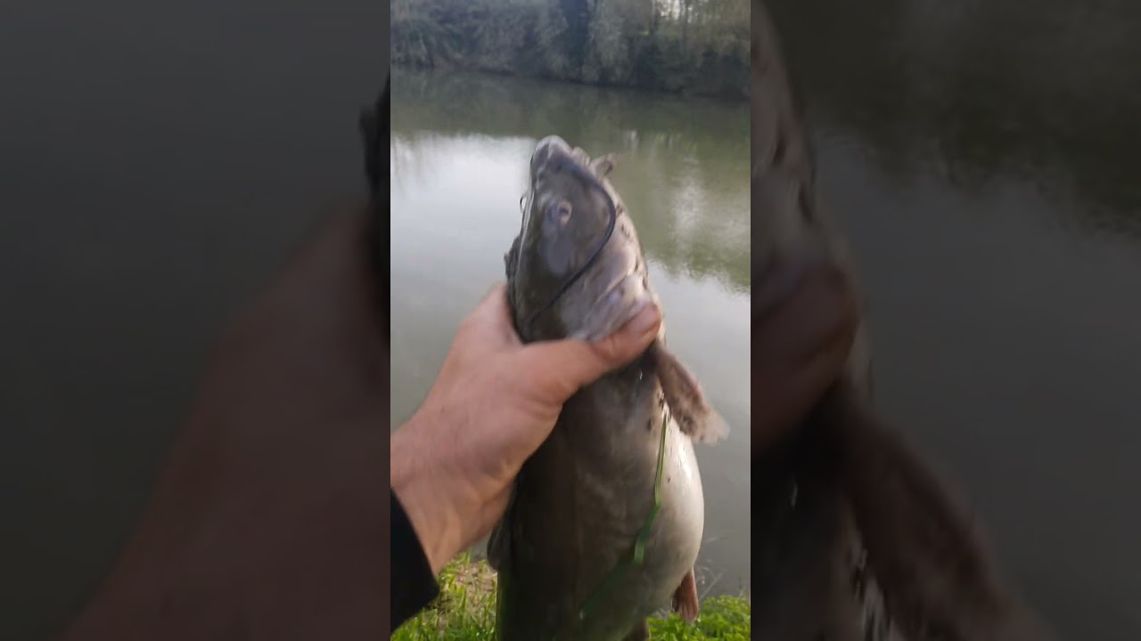 cat  fishing 🎣