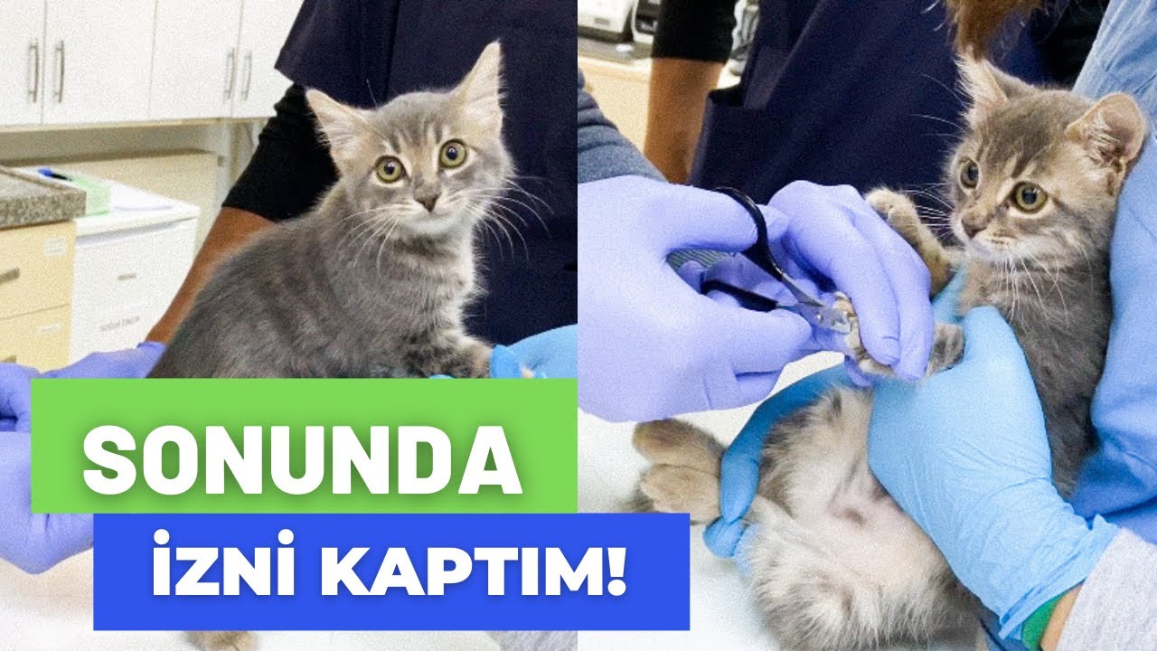 YAVRU KEDİ SAHİPLENDİM! 😍 ZEYNO'NUN VETERİNERLE İMTİHANI! (MAMALAR, AŞILAR,TUVALET)