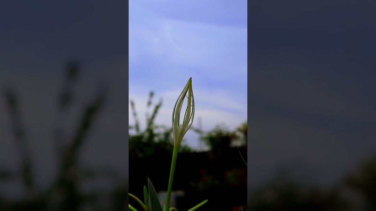 Watch Spider Lily bloom #timelapse #flowerbloom #subscribe #aesthetic #flowers #spiderlily #white