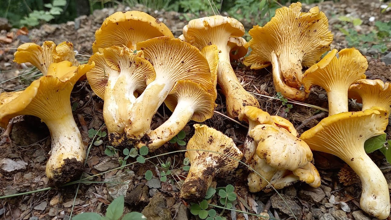 Cantharellus pallens. &Alpha;&nu;ά&lambda;&upsilon;&sigma;&eta; &tau;&omega;&nu; &mu;&alpha;&kappa;&rho;&omicron;&sigma;&kappa;&omicron;&pi;&iota;&kappa;ώ&nu; &chi;&alpha;&rho;&alpha;&kappa;&tau;&eta;&rho;&iota;&sigma;&tau;&iota;&kappa;ώ&nu; &tau;&omicron;&upsilon; &epsilon;ί&delta;&omicron;&upsilon;&sigmaf;.. 12 Giugno 2022😋😋