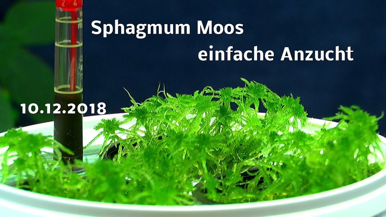 Sphagnum Moos die Anzucht im Haus Teil 3. und neue Experimente 10.12.2018