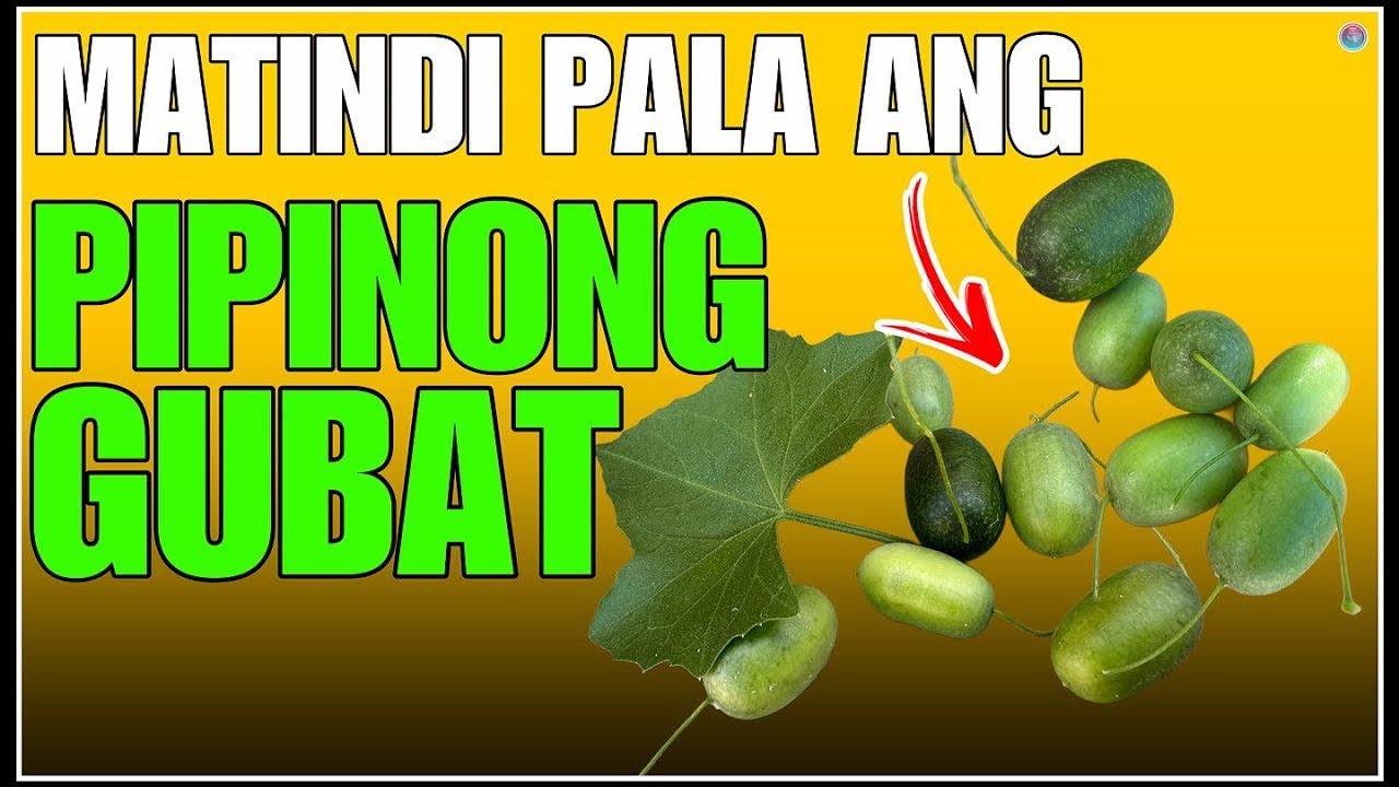 BAKA MERON DIN NITO SA INYONG BAKURAN AT HINDI MO LAMANG PINAPANSIN ANG PIPINONG GUBAT