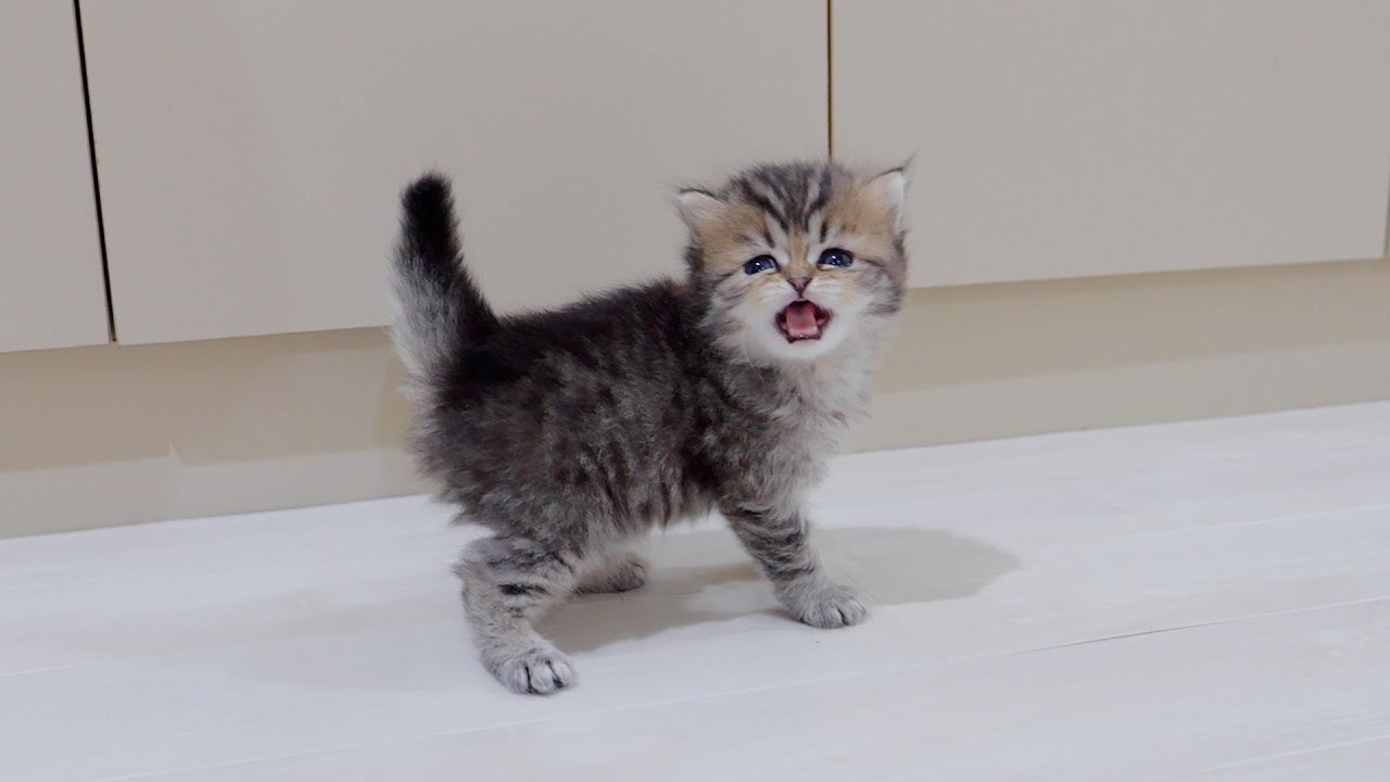 Было так мило видеть, как рано встающий котенок ищет еду и мяукает!