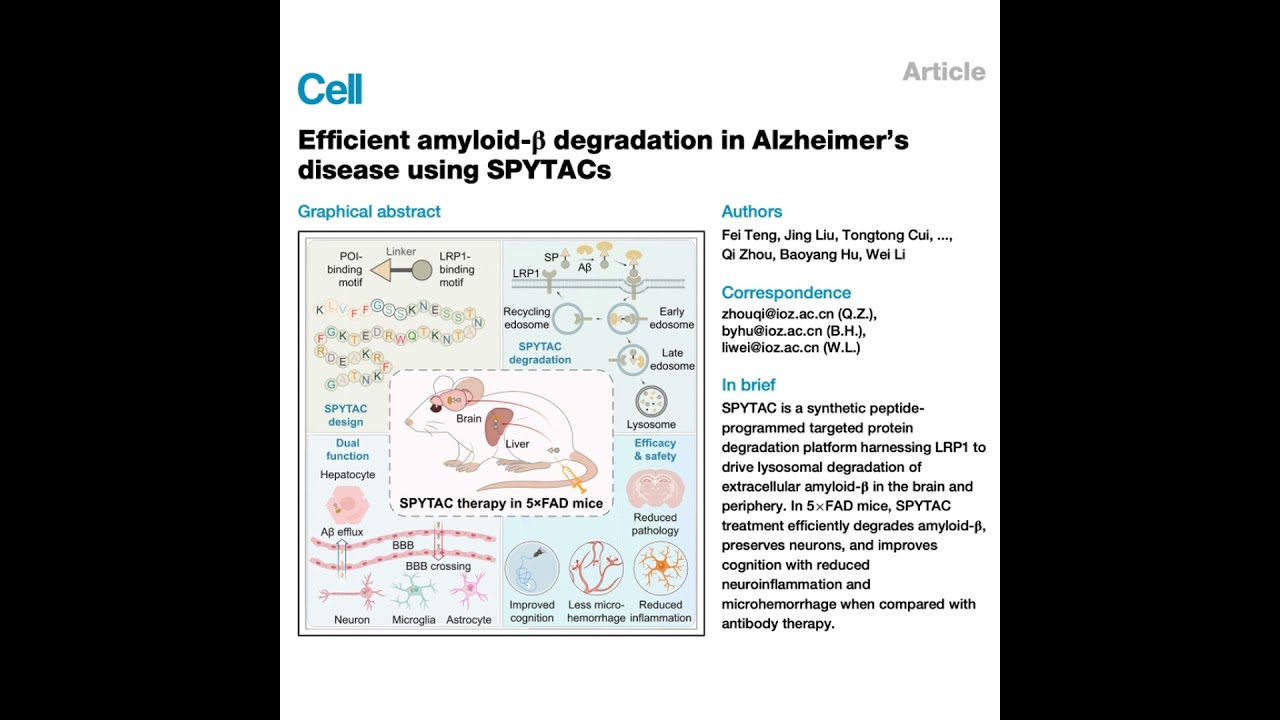 649-SPYTAC: Peptide Platform for Amyloid-β Degradation